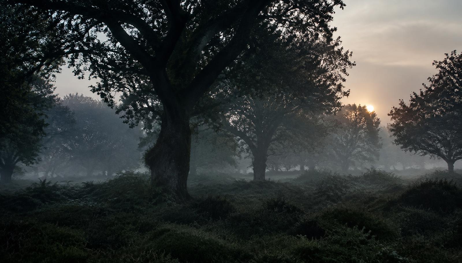 Misty New Forest woodland at dawn